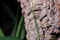 horned stick insect climbing a branch in a terrarium.