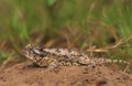 Horned Toad Royalty Free Stock Photo