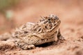 Horned toad