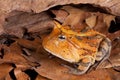 Horned toad Ceratophys cornuta Royalty Free Stock Photo