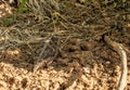 Horned Toad Crawls Over Sandy Trail