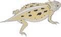 Horned Toad Illustration Royalty Free Stock Photo