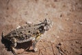 Horned toad lizard 4 Royalty Free Stock Photo