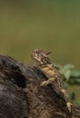 Horned Toad lizard Royalty Free Stock Photo