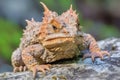 horned toad lizard with camouflage skin on rocks Royalty Free Stock Photo
