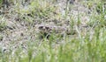 Horned Toad Phrynosoma hernandesi on the Ground Royalty Free Stock Photo