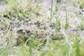 Horned Toad Phrynosoma hernandesi on the Ground Royalty Free Stock Photo