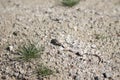 Horned Toed Lizard in Desert Royalty Free Stock Photo