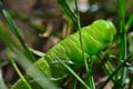 Horned Tomato Worm Royalty Free Stock Photo