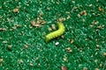 Horned tomato worm Royalty Free Stock Photo