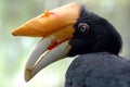 Horned toucan Royalty Free Stock Photo