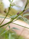 Horned Treehopper on green branch