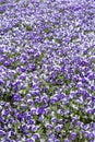 Horned violet flowers Royalty Free Stock Photo