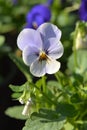 Horned violet Royalty Free Stock Photo