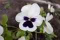 Horned violet. Viola cornuta. Royalty Free Stock Photo