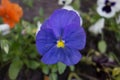 Horned violet. Viola cornuta. Royalty Free Stock Photo