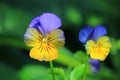 Horned Violet Viola cornuta Royalty Free Stock Photo