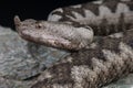 Horned viper