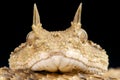 Horned viper / Cerastes cerastes