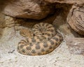 Horned Viper, Long-nosed Viper or Common Sand Adder Vipera ammodytes. Wilhelma Royalty Free Stock Photo