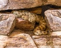 Horned Viper, Long-nosed Viper or Common Sand Adder Vipera ammodytes. Wilhelma, Struttgart Royalty Free Stock Photo