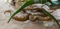 Horned Viper, Long-nosed Viper or Common Sand Adder Vipera ammodytes