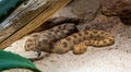 Horned Viper, Long-nosed Viper or Common Sand Adder Royalty Free Stock Photo