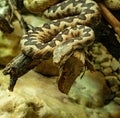Horned Viper, Long-nosed Viper Royalty Free Stock Photo