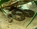 Horned Viper, Long-nosed Viper or Common Sand Adder