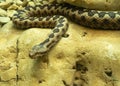 Horned Viper, Long-nosed Viper or Common Sand Adder