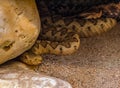 Horned Viper, Long-nosed Viper or Common Sand Adder Royalty Free Stock Photo