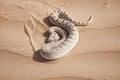 Horned Viper moves through the desert. Royalty Free Stock Photo