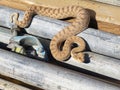 A Horned Viper snake moves through scaffolding on a construction site. Royalty Free Stock Photo