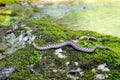 Horned viper vipera ammodytes