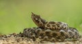 Horned viper Vipera ammodytes lying on sandy pathway. on green background