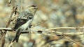 Hornemann`s Arctic redpoll Carduelis hornemanni nominate race Royalty Free Stock Photo