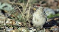 Hornemann`s Arctic redpoll Carduelis hornemanni nominate race Royalty Free Stock Photo