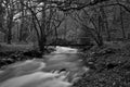 Horner woods in Somerset