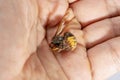 Hornet bites a manÃ¢â¬â¢s hand on a white background