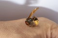 Hornet bites a manÃ¢â¬â¢s hand on a white background Royalty Free Stock Photo