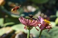 Hornet and Bumblebee fighting on a flower Royalty Free Stock Photo