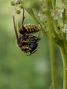 Hornet caught a bee and ready to flight