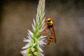 Hornet on Celosia argentea flower Royalty Free Stock Photo