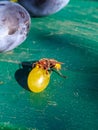 Hornet eating grape