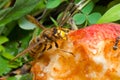Hornet eats apple 4 Royalty Free Stock Photo