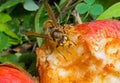 Hornet eats apple 2 Royalty Free Stock Photo