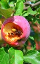 Hornet eats apple Royalty Free Stock Photo