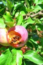 Hornet eats apple Royalty Free Stock Photo