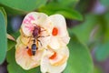 Hornet, eusocial wasps feeding on Crown of thorns flower in yellow peachy shade with blurred green background