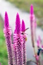 Hornet at feather cockscombs purple flowers celosia argentea